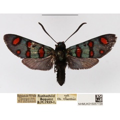 /filer/webapps/moths/media/images/E/elegans_Arniocera_A_NHMUK_01.jpg