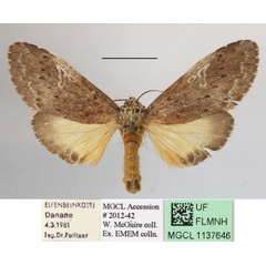 /filer/webapps/moths/media/images/K/kiriakoffi_Amphiphalera_A_MGCLa_02.JPG