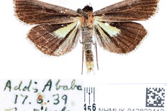 Tathorhynchus leucobasis