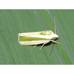 /filer/webapps/moths/media/images/V/vittella_Earias_A_Goff_02.jpg