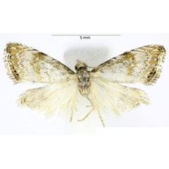 /filer/webapps/moths/media/images/B/bonakandaiensis_Glaucocharis_HT_ABSRC.jpg