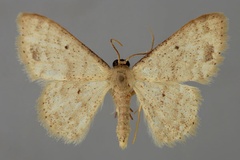 Idaea submaculata