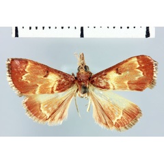 /filer/webapps/moths/media/images/V/vohilavalis_Noorda_HT_MNHN.jpg