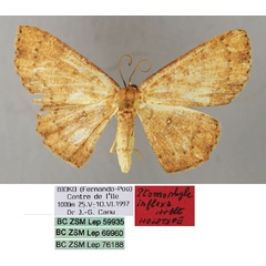 /filer/webapps/moths/media/images/I/inflexa_Ptomophyle_HT_ZSM_01.jpg