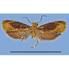 /filer/webapps/moths/media/images/G/gabonensis_Gaboncydia_HT_MRSN.jpg