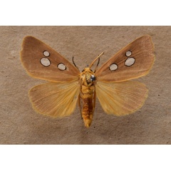 /filer/webapps/moths/media/images/C/cinctigutta_Rhanidophora_A_Butler.jpg