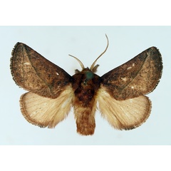 /filer/webapps/moths/media/images/P/perobliqua_Brachypecta_AM_TMSA_01.jpg