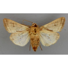 /filer/webapps/moths/media/images/M/minor_Conservula_A_RMCA_02.jpg