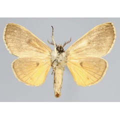 /filer/webapps/moths/media/images/A/aurantiaca_Eudasychira_AM_Romyaldb.jpg