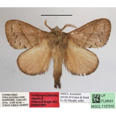 /filer/webapps/moths/media/images/O/oligolepis_Bombycopsis_AM_MGCLa_01.JPG
