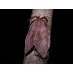 /filer/webapps/moths/media/images/C/contraria_Pachymeta_AM_Coppens_01.jpg
