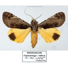 /filer/webapps/moths/media/images/O/ochreipennis_Ulotrichopus_AM_Basquina.jpg