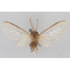 /filer/webapps/moths/media/images/M/microcanescens_Apisa_HT_MCSG_01.jpg