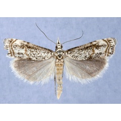 /filer/webapps/moths/media/images/C/cristata_Aurotalis_PTM_Bassi.jpg