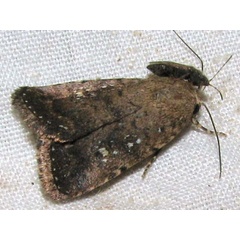 /filer/webapps/moths/media/images/H/heliastis_Athetis_A_Goff_02.jpg