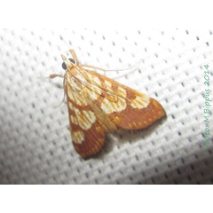 /filer/webapps/moths/media/images/M/millotalis_Tegostoma_A_Bippus.jpg