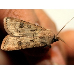 /filer/webapps/moths/media/images/S/segetum_Agrotis_A_Sydes.jpg