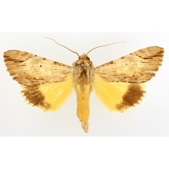 /filer/webapps/moths/media/images/C/catocala_Ulotrichopus_AM_TMSA_01.jpg