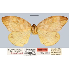 /filer/webapps/moths/media/images/A/antsingyensis_Numenoides_AT_MNHN.jpg