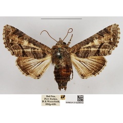 /filer/webapps/moths/media/images/G/gaedei_Eutelia_AF_NHMUK.jpg