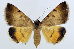 Plecopterodes moderata