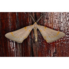 /filer/webapps/moths/media/images/P/pretoria_Nassinia_A_Roland_01_Lq4qfH6.jpg