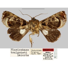 /filer/webapps/moths/media/images/T/toulgoueti_Plusiophaes_HT_MNHN.jpg