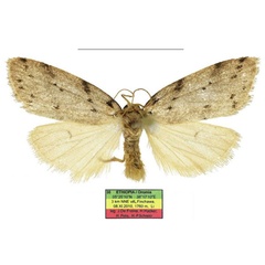 /filer/webapps/moths/media/images/A/africana_Spatulosia_AM_ZSM.jpg