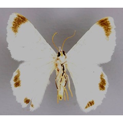 /filer/webapps/moths/media/images/H/herbuloti_Pingasa_A_ZSM_02.jpg