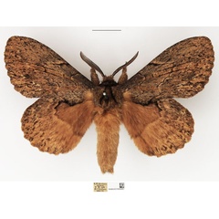 /filer/webapps/moths/media/images/W/wahlbergi_Metajana_AM_NHMUK_02.jpg