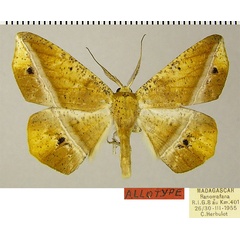 /filer/webapps/moths/media/images/P/pallidizona_Psilocerea_AT_ZSMa.jpg