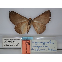 /filer/webapps/moths/media/images/O/obscura_Hypersypnoides_HT_RMCA_02.jpg