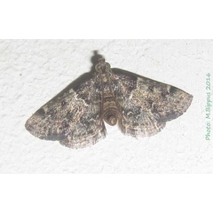 /filer/webapps/moths/media/images/M/manihotalis_Pyralis_A_Bippus.jpg