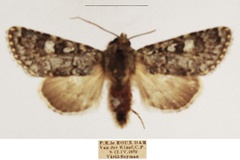 Hypotype nigridentata