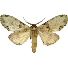 /filer/webapps/moths/media/images/C/chlorochroa_Chlorochadisra_AM_MCJM.jpg