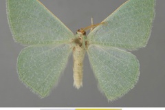 Prasinocyma shoa shoa