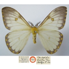 /filer/webapps/moths/media/images/D/dialitha_Pseudaphelia_HT_NHMUKa.jpg