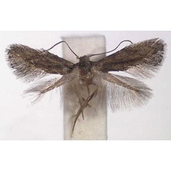 /filer/webapps/moths/media/images/F/falciferella_Perittia_PTF_RMCA.jpg