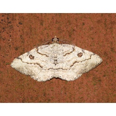 /filer/webapps/moths/media/images/P/petronaria_Obolcola_A_Roland_01_RnXObdz.jpg