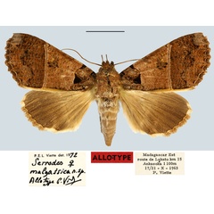 /filer/webapps/moths/media/images/M/malgassica_Serrodes_AT_MNHN.jpg