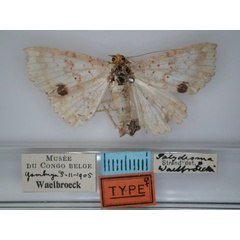 /filer/webapps/moths/media/images/W/waelbroecki_Blasticorhinus_AT_RMCA_01.jpg