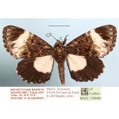 /filer/webapps/moths/media/images/N/nocturna_Lophonotidia_A_MGCLa_01.jpg