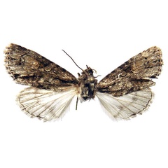 /filer/webapps/moths/media/images/B/behouneki_Berionycta_PT_Behounek.jpg