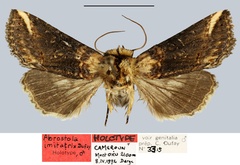 /filer/webapps/moths/media/images/I/imitatrix_Abrostola_HT_MNHN.jpg