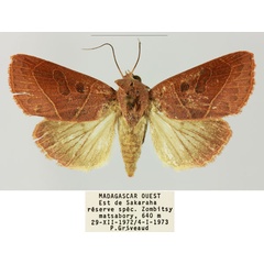 /filer/webapps/moths/media/images/S/sarodrano_Diadocis_AF_MNHN.jpg