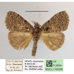 /filer/webapps/moths/media/images/G/gephyra_Laelia_AM_MGCLa_02.JPG