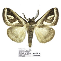 /filer/webapps/moths/media/images/A/africana_Neomardara_AM_ANHRT_03.jpg