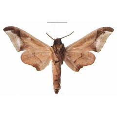 /filer/webapps/moths/media/images/R/rhadamistus_Oplerclanis_AM_EMEM_02b.jpg
