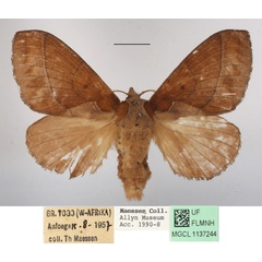 /filer/webapps/moths/media/images/B/bakeri_Streblote_AF_MGCLa_02.JPG