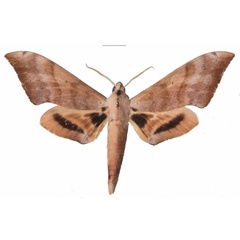 /filer/webapps/moths/media/images/C/comorana_Pseudoclanis_AM_EMEM.jpg
